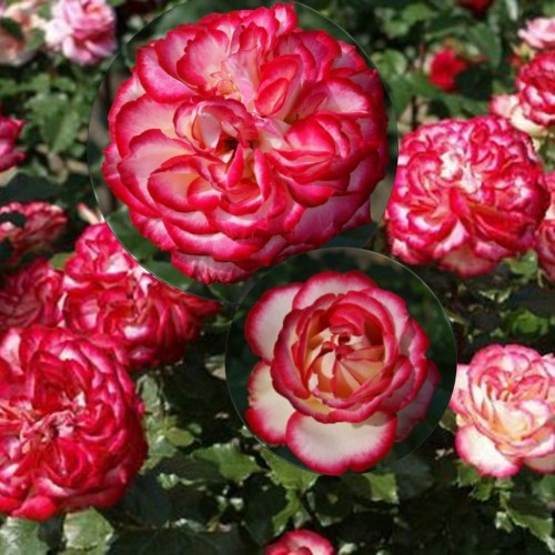 Rosa 'Mauritius® Intercomtiruam' - Roos 'Mauritius® Intercomtiruam' C4/4L